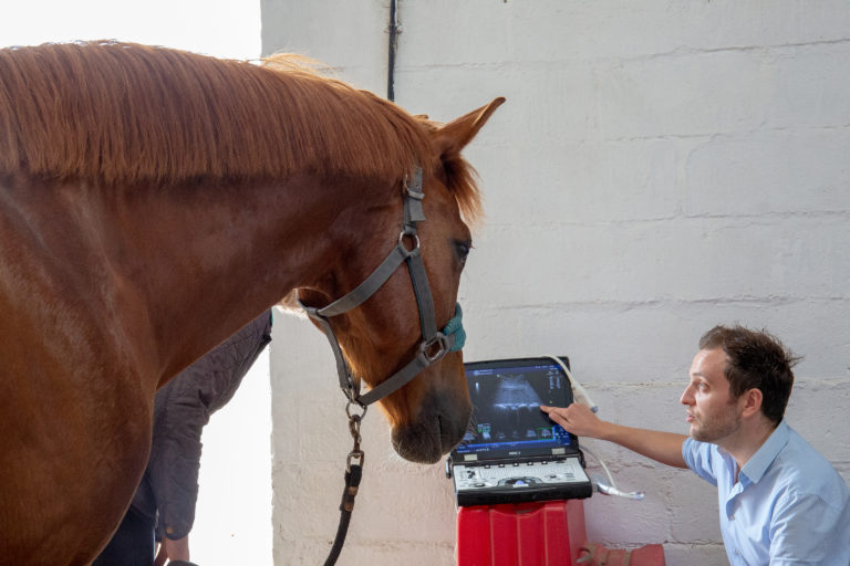 From Colic to Comfort: Understanding and Preventing Common Equine Digestive Issues