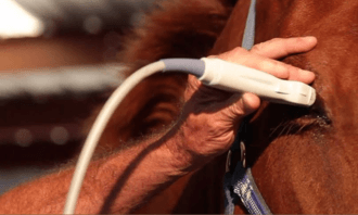 Stride Vets Southern England