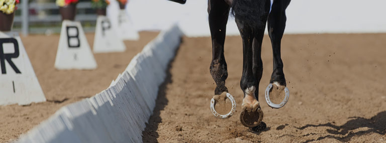Stride Veterinary Banner Image 2