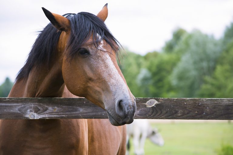 Beyond the Barn: Advanced Care Strategies for Senior Horses