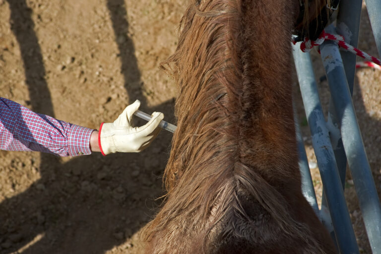 Our Comprehensive Range of Equine Services Near You