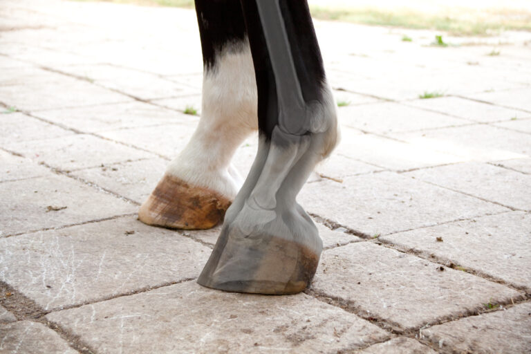 Understanding Horse Lameness: Causes, Symptoms, and Treatment for Effective Care and Recovery