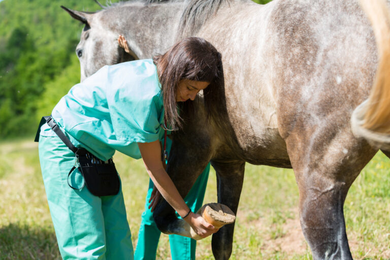 Equine Care in Farnham