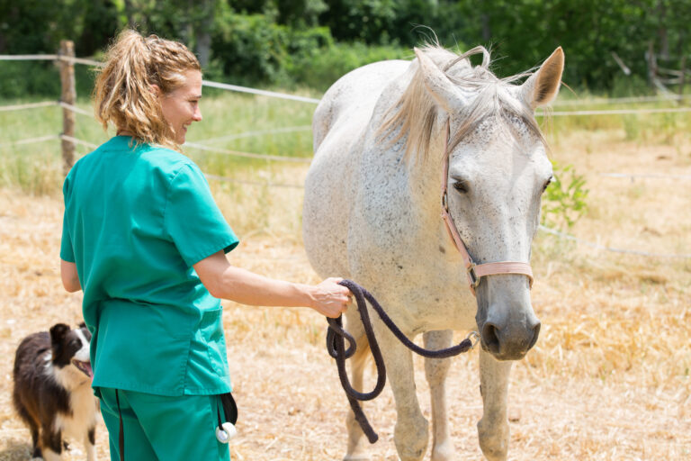 Healing the Limp: Practical Advice on Equine Lameness Treatment and Prevention