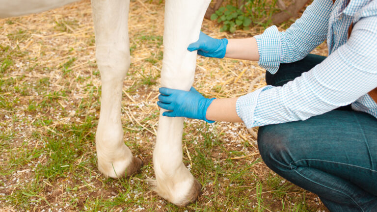 From Swelling to Stride: A Guide to Diagnosing Horse Lameness Efficiently and Accurately