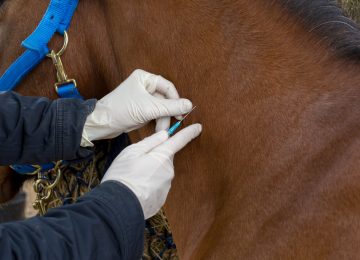 Supplement your horses performance